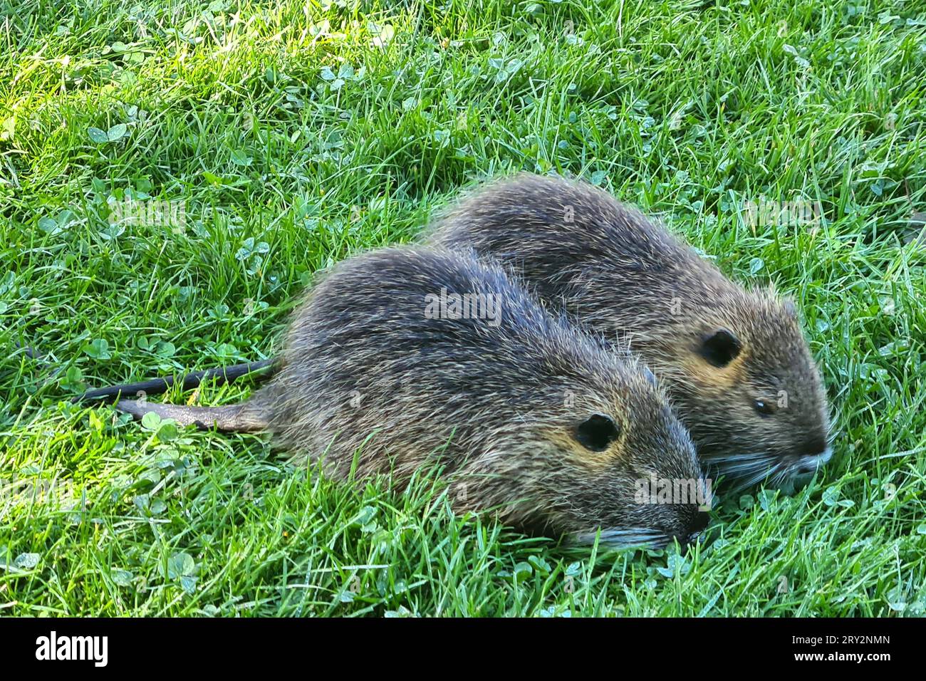 Kaiserslautern Tier, Nutria Nachwuchs auf einer Wiese, 28.09.2023 Zwei  Jungtiere des Nutria spielen auf einer Wiese Lebewesen, Tier, Nutria  Nachwuchs auf einer Wiese, 28.09.2023 *** Kaiserslautern animal, nutria  offspring on a meadow,