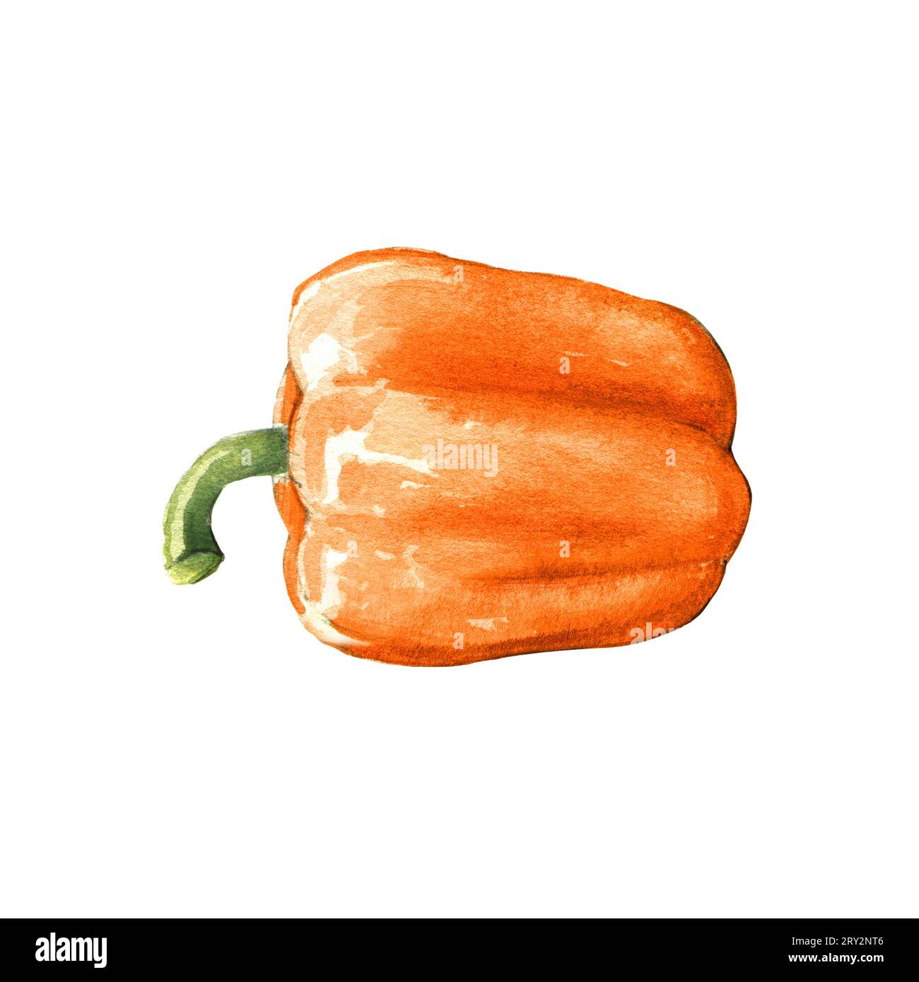 orange bell pepper watercolor illustration on white background Stock Photo