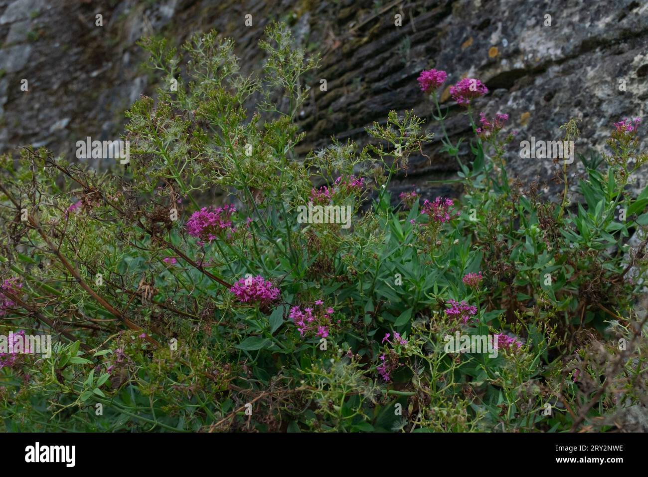 Angers, France, 2023. Rustic red valerian (Valeriana lecoqii) growing at the foot of an ancient stone wall Stock Photo