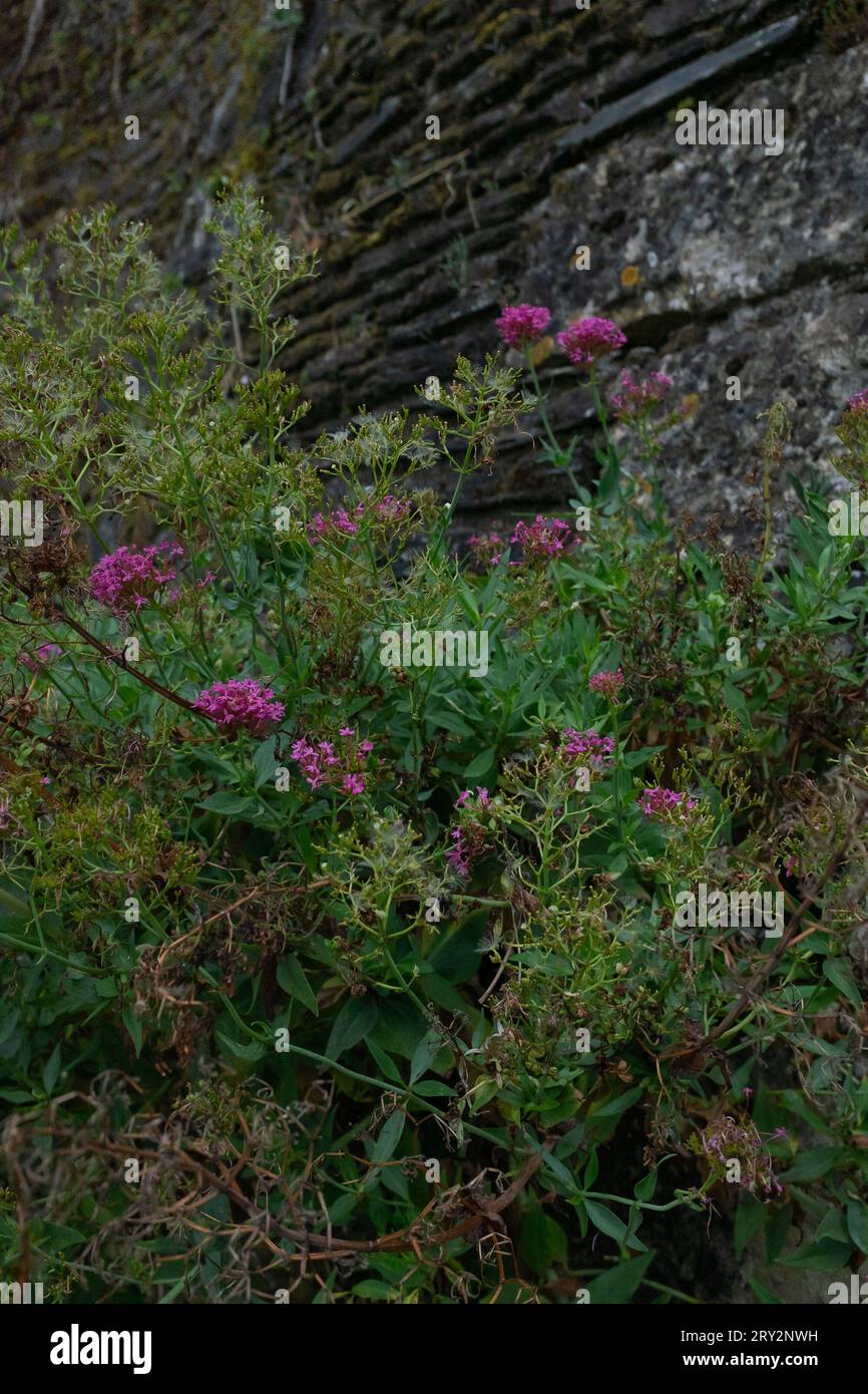 Angers, France, 2023. Rustic red valerian (Valeriana lecoqii) growing at the foot of an ancient stone wall (vertical) Stock Photo