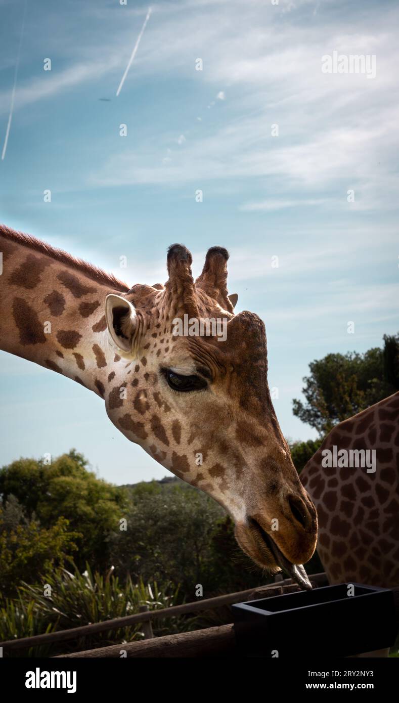 A giraffe sticking out its tongue trying to reach the container with food Stock Photo