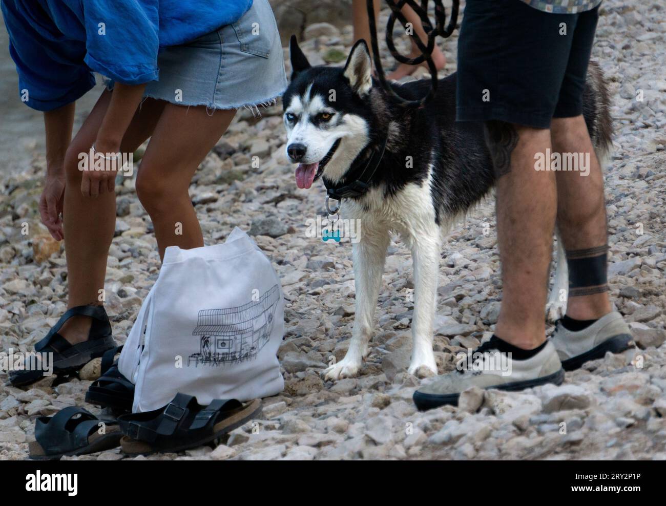 A happy husky dog brought by its owners to the beach in Calanque National Park, France. Stock Photo