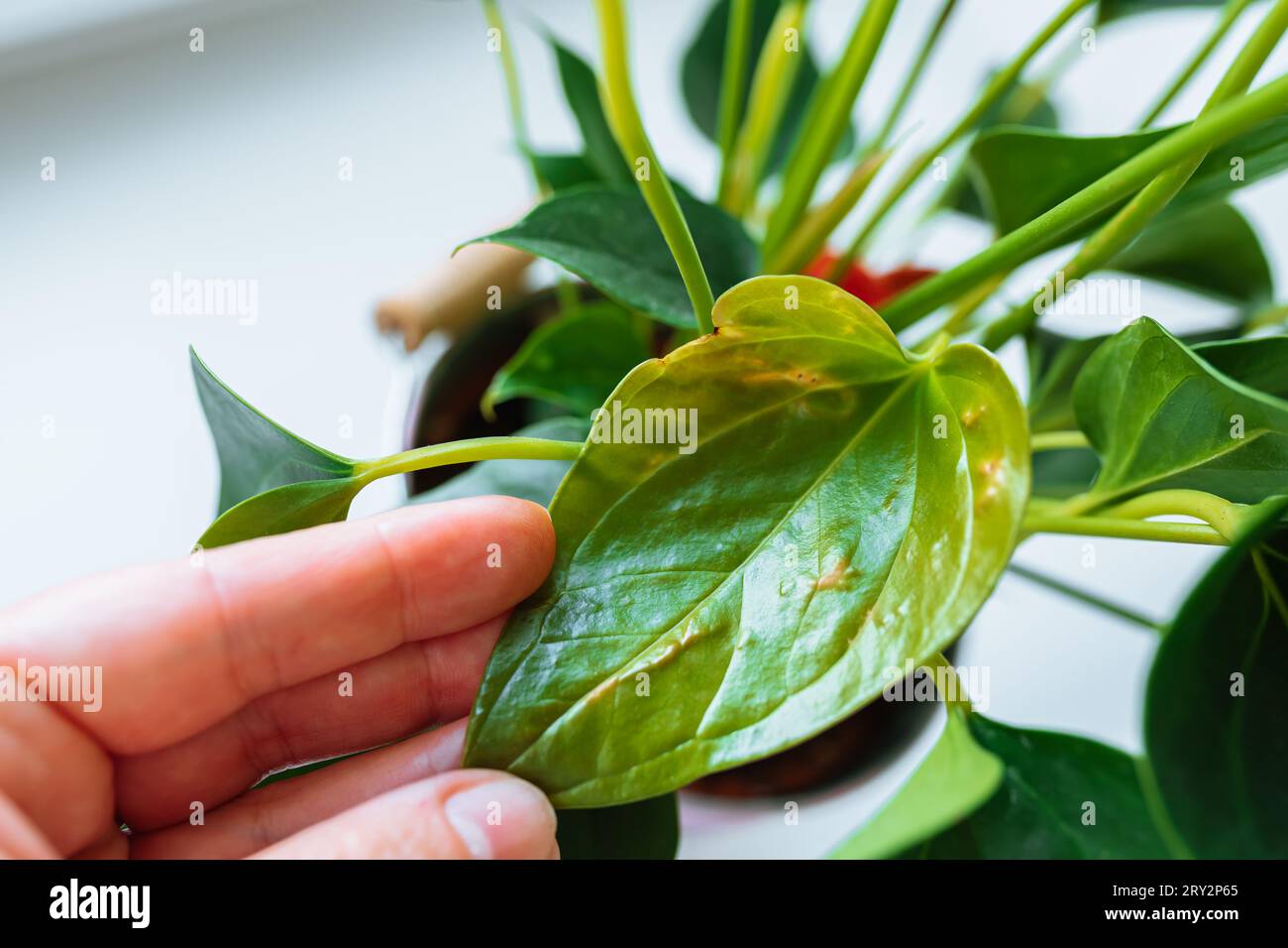 Diseases and pests, proper care for houseplant anthurium Stock Photo - Alamy