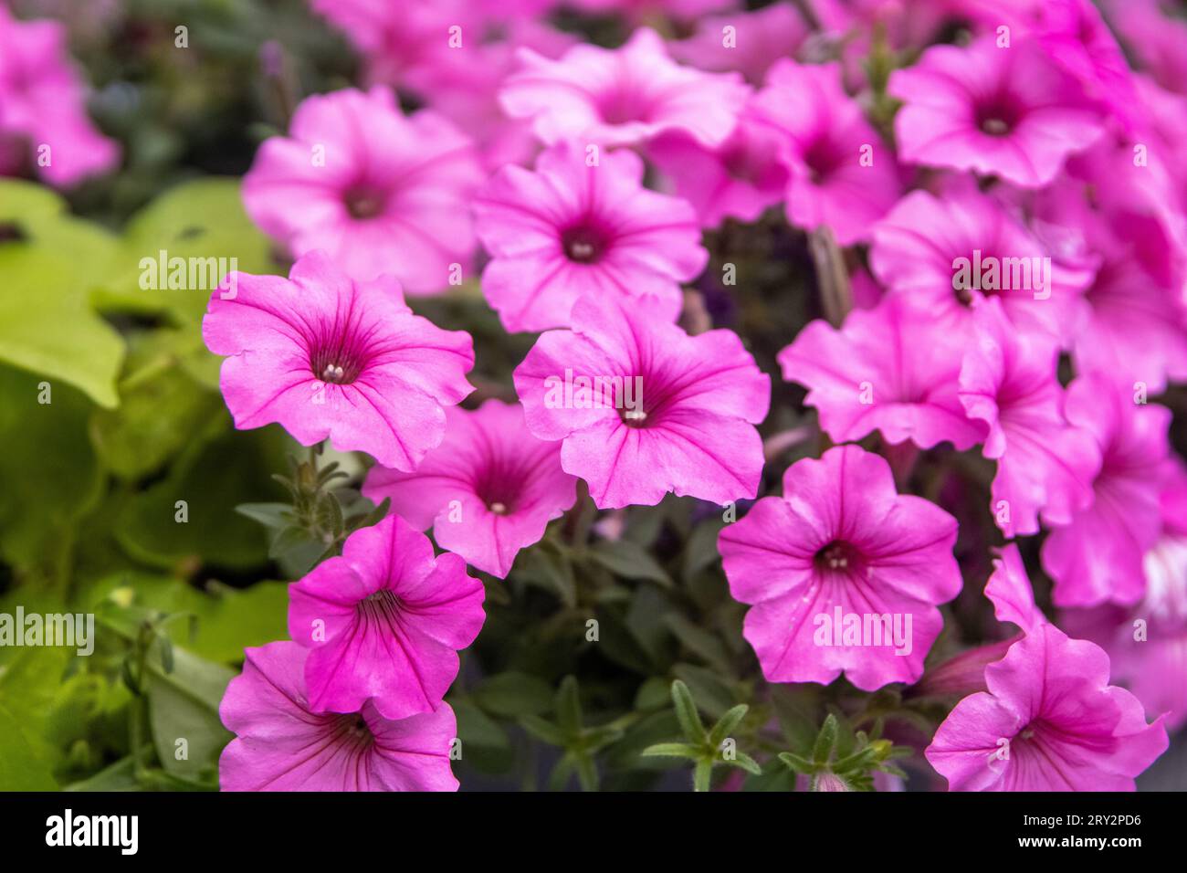 Bouquet Brilliant Pink Flowers in a garden Stock Photo