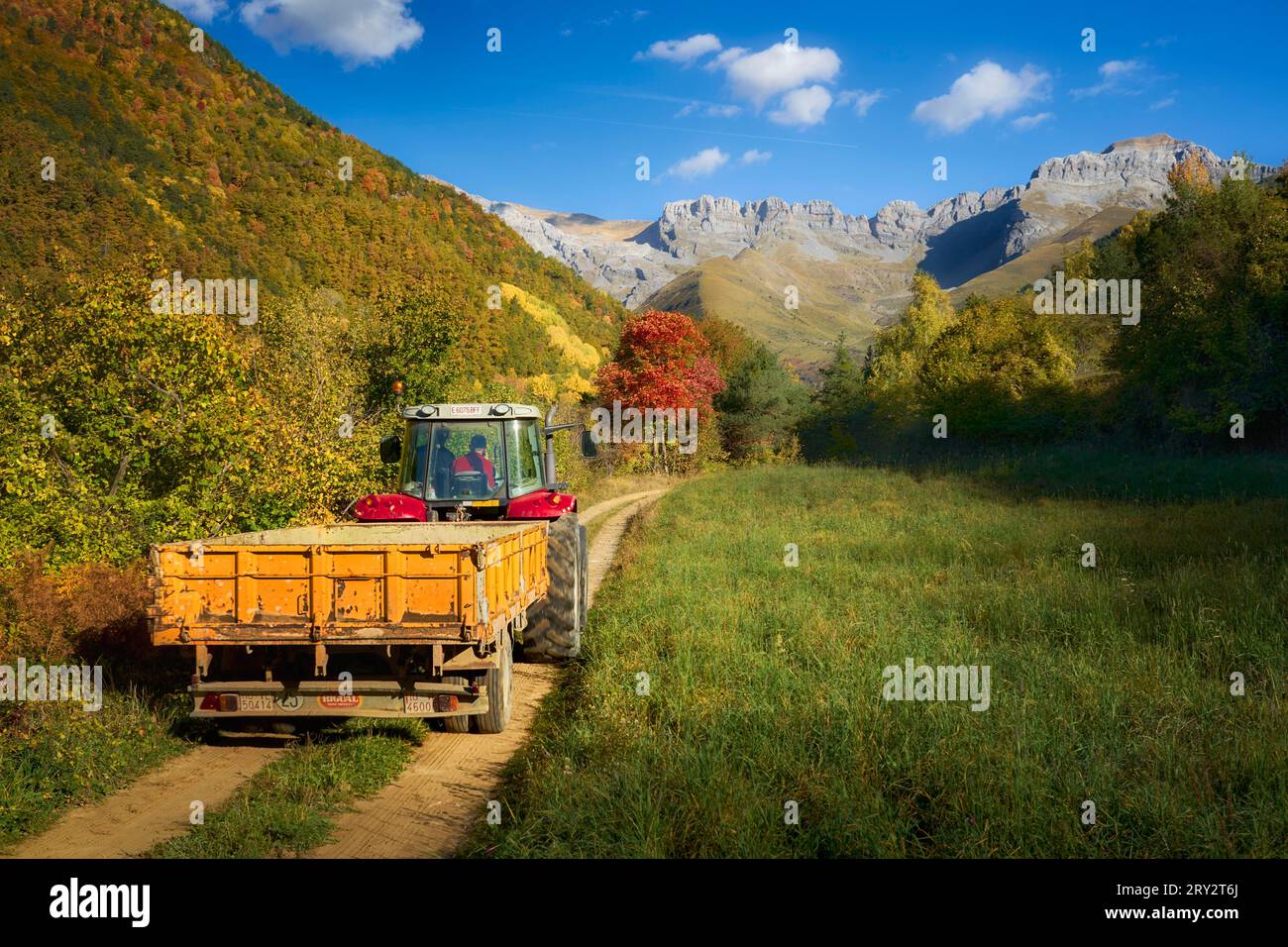 Farmer driving a tractor through a path with a red autumn tree and mountains in the background Stock Photo