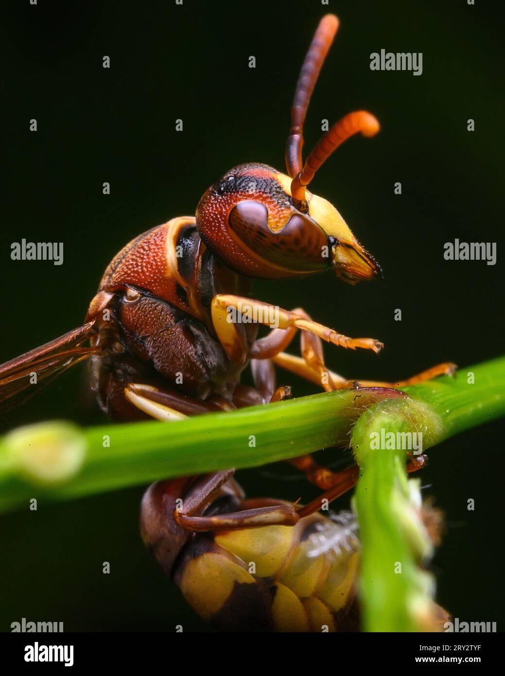 Yellow wasp extreme macro image with crisp details Stock Photo