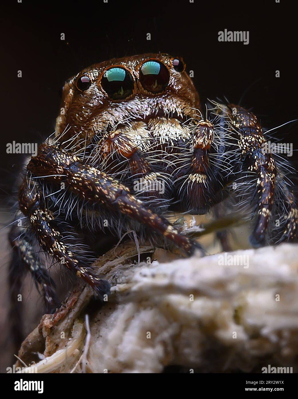 Jumping Spider extreme macro image with crisp details Stock Photo - Alamy