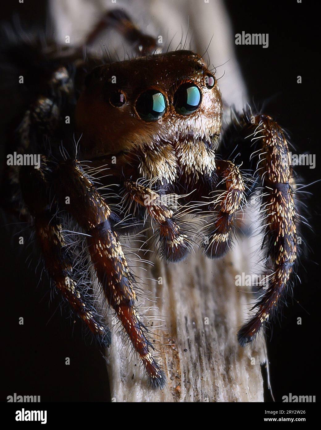 Jumping Spider extreme macro image with crisp details Stock Photo - Alamy