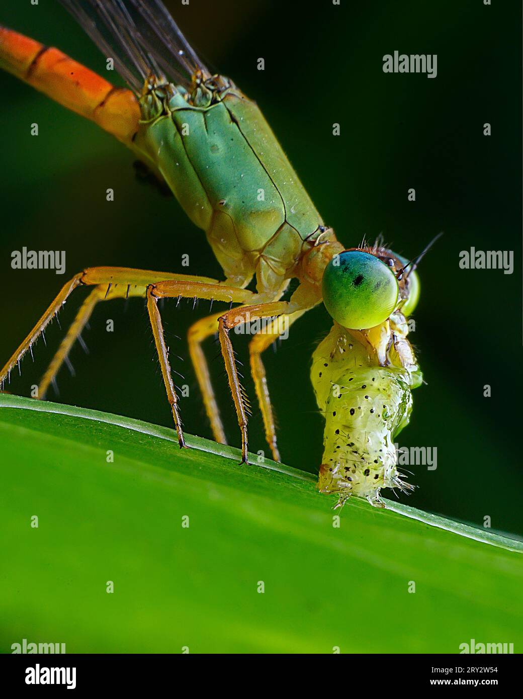 Rare image of Damselfly with kill Stock Photo - Alamy
