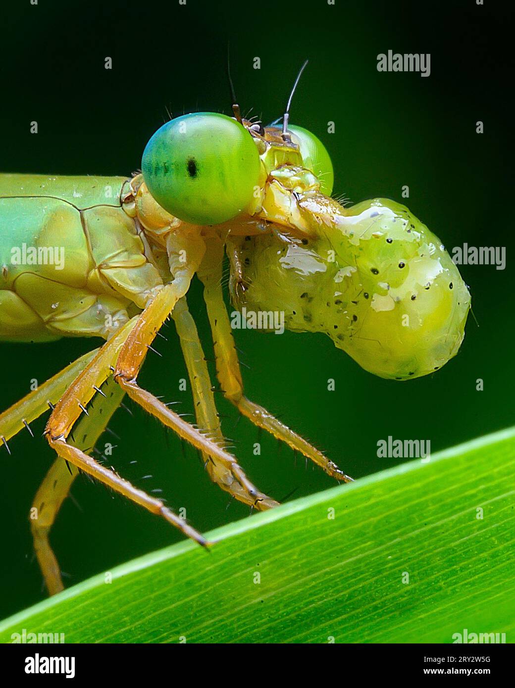Rare image of Damselfly with kill Stock Photo - Alamy