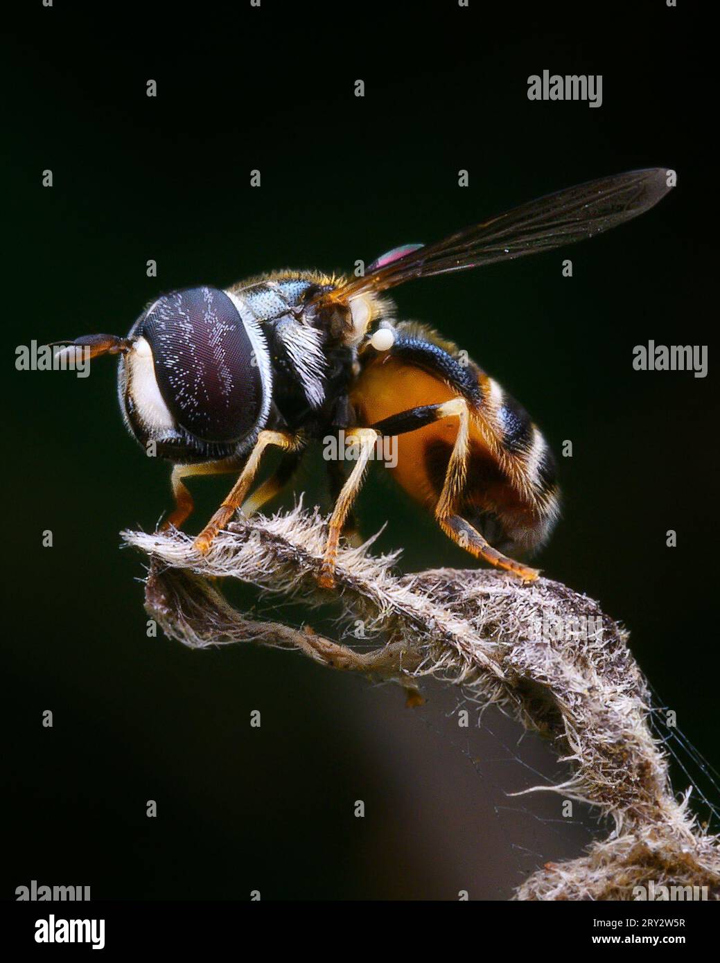 Extreme Macro image of a hover fly resting on a stick Stock Photo