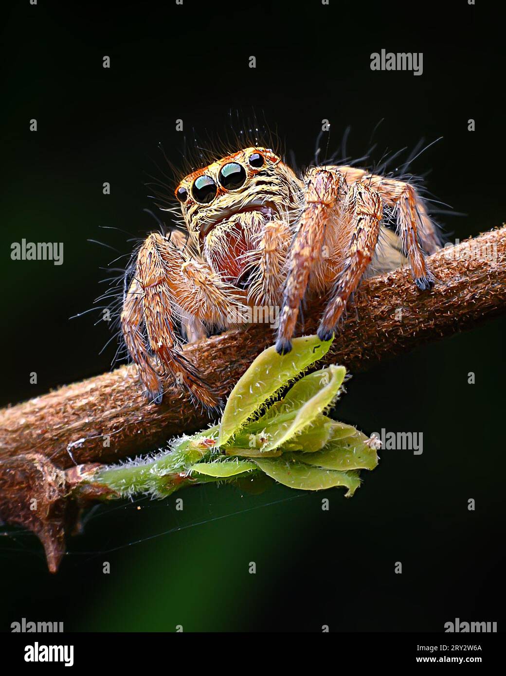 Jumping Spider extreme macro image with crisp details Stock Photo - Alamy
