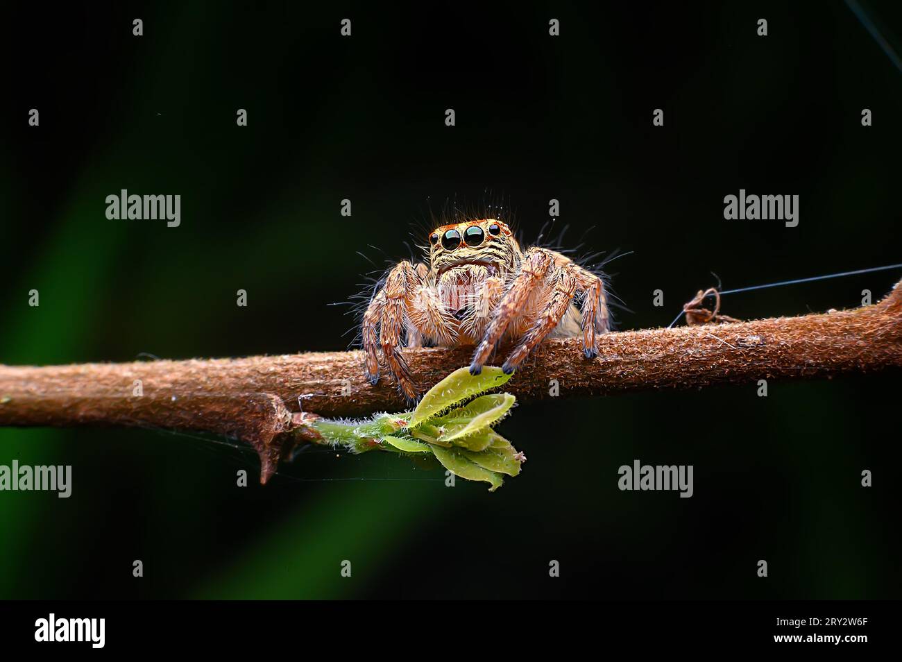 Jumping Spider extreme macro image with crisp details Stock Photo - Alamy