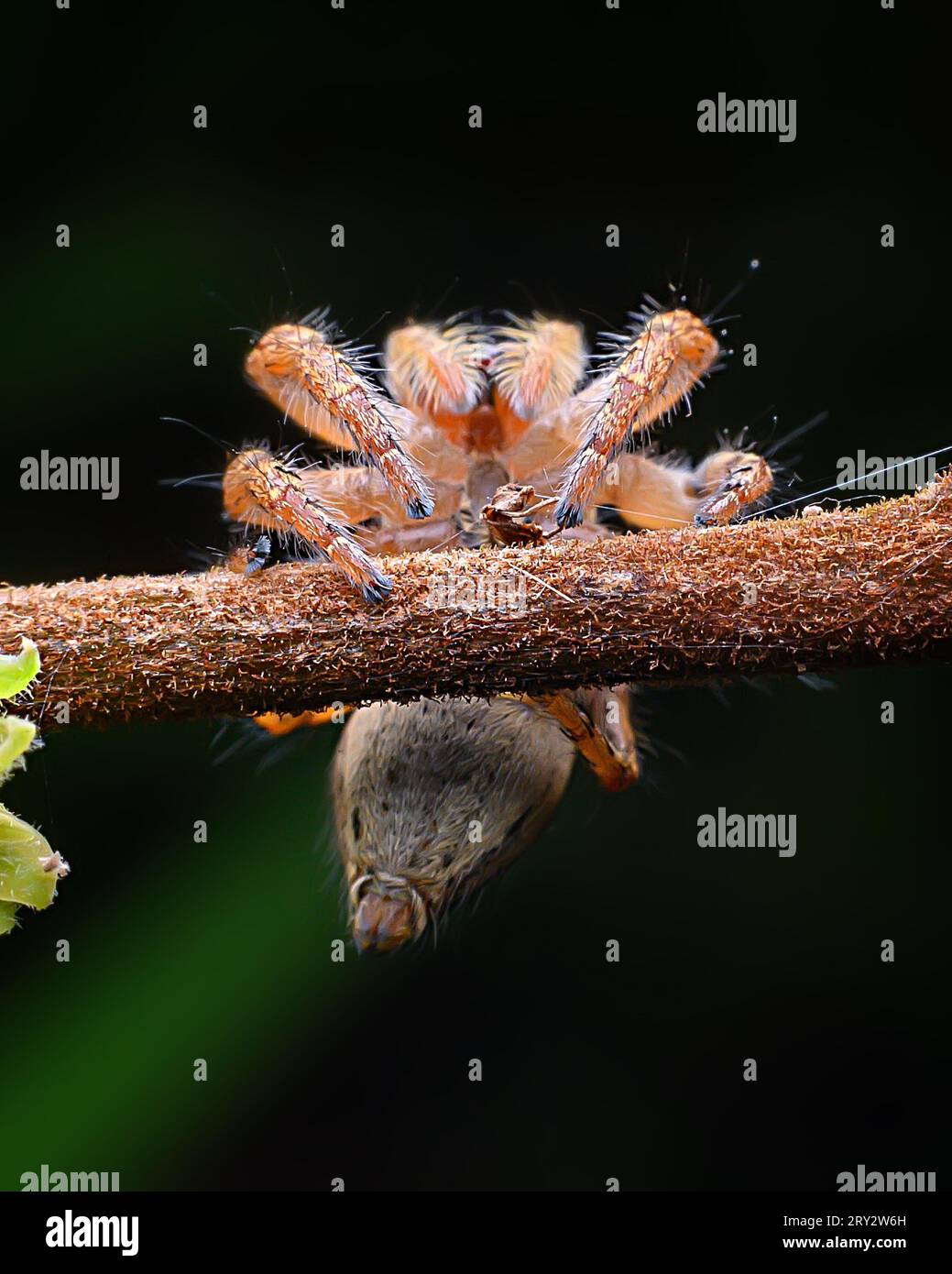 Jumping Spider extreme macro image with crisp details Stock Photo - Alamy