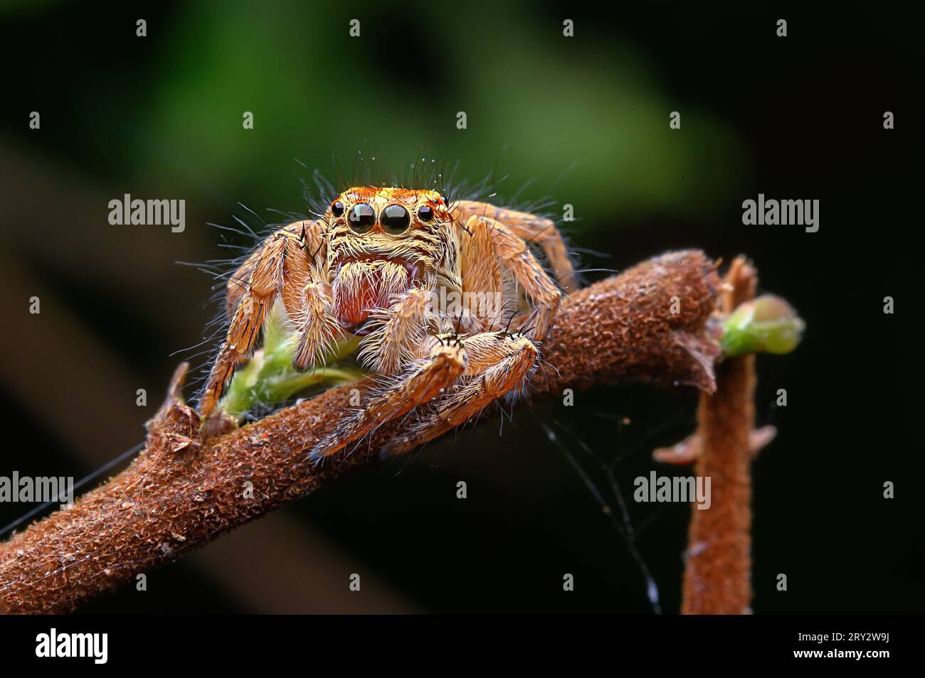 Jumping Spider extreme macro image with crisp details Stock Photo - Alamy