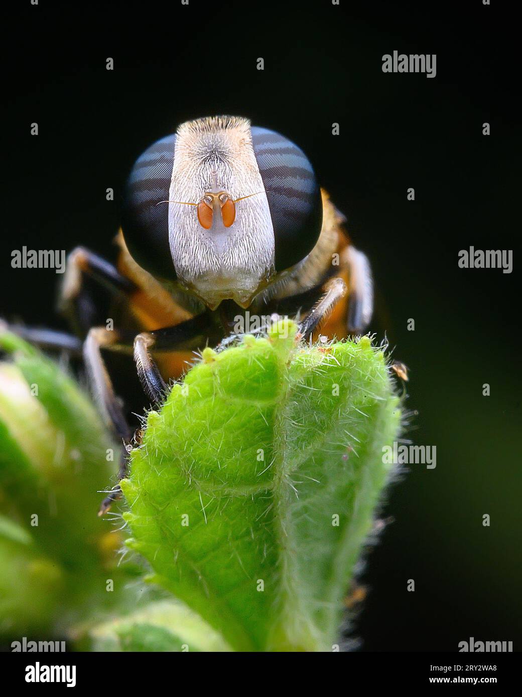 Extreme close up image of fly with large compound eyes Stock Photo