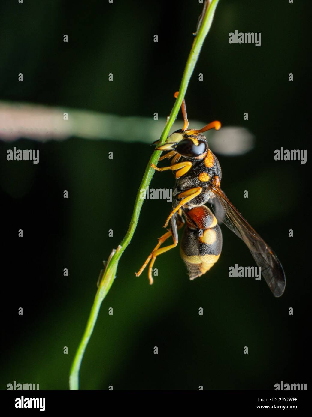 Yellow striped wasp extreme macro close up image with crisp details
