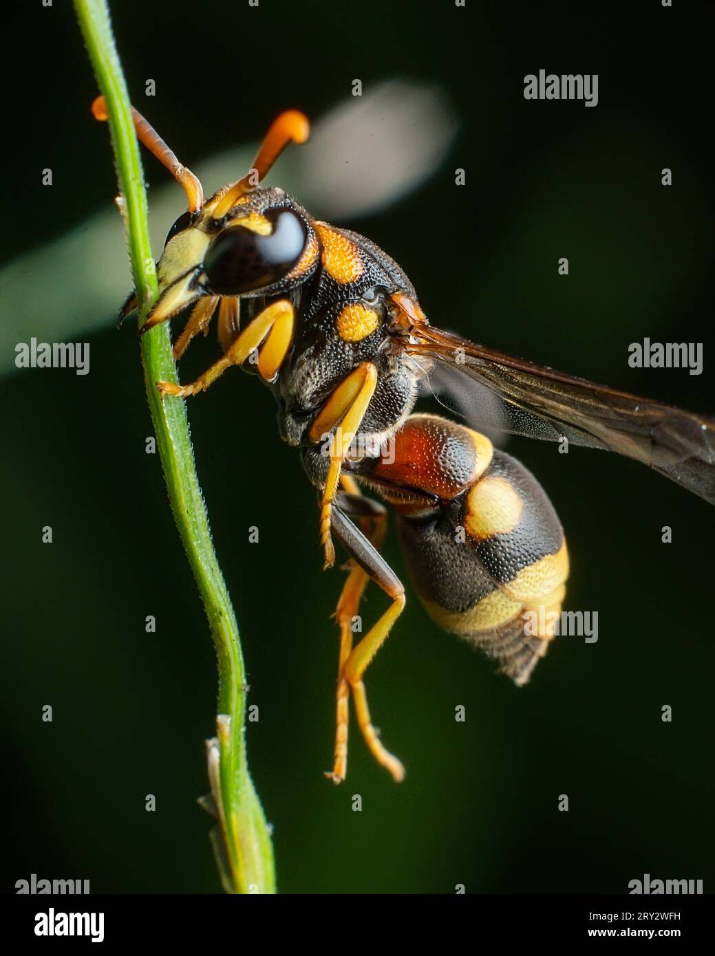 Yellow striped wasp extreme macro close up image with crisp details