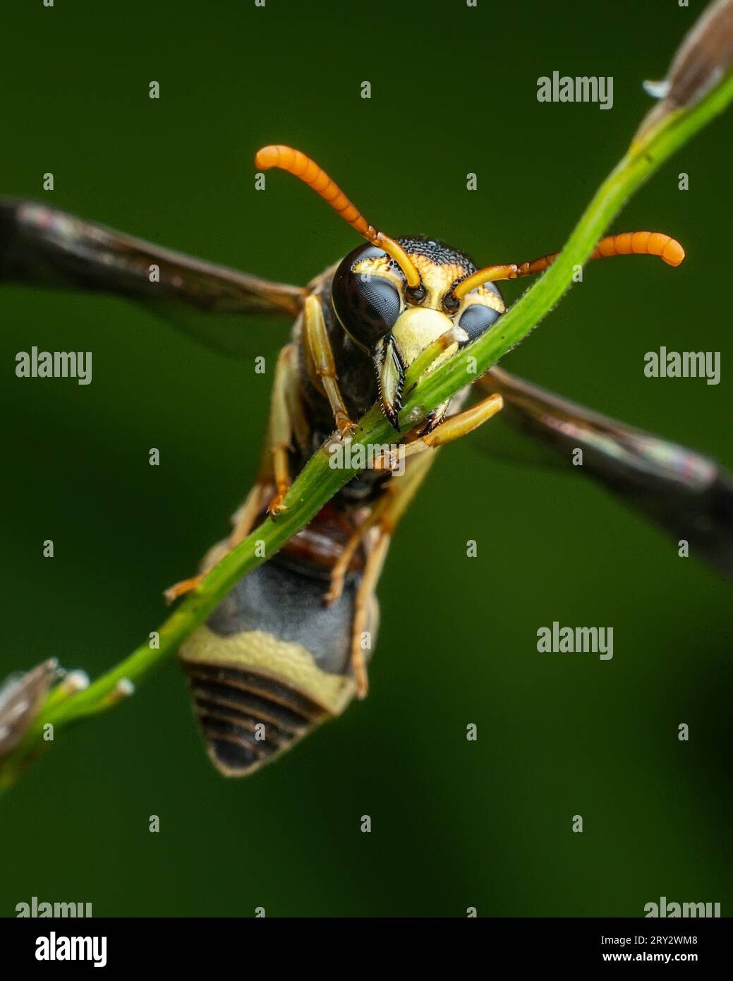 Yellow striped wasp extreme macro close up image with crisp details
