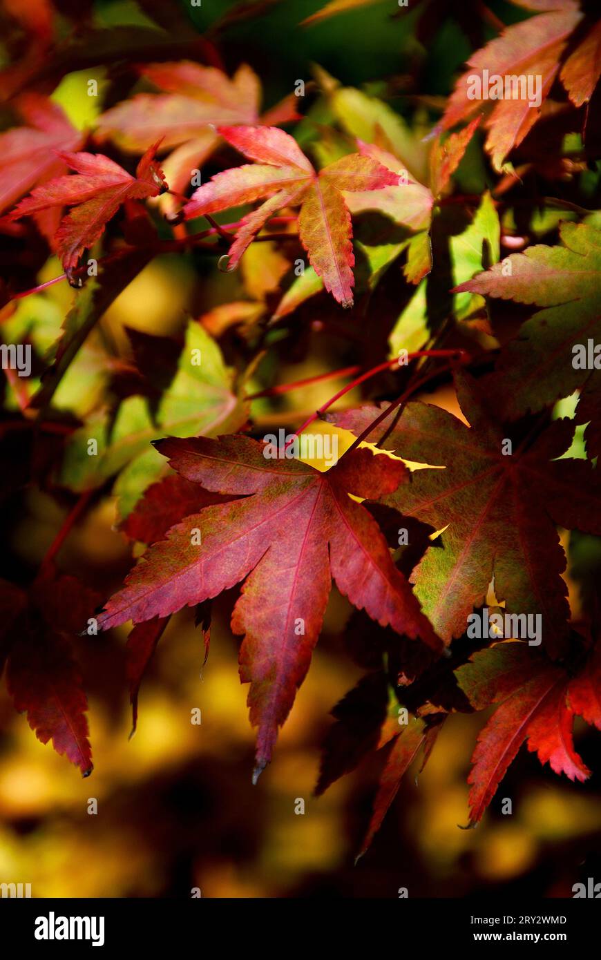 Acer popular hi-res stock photography and images - Alamy