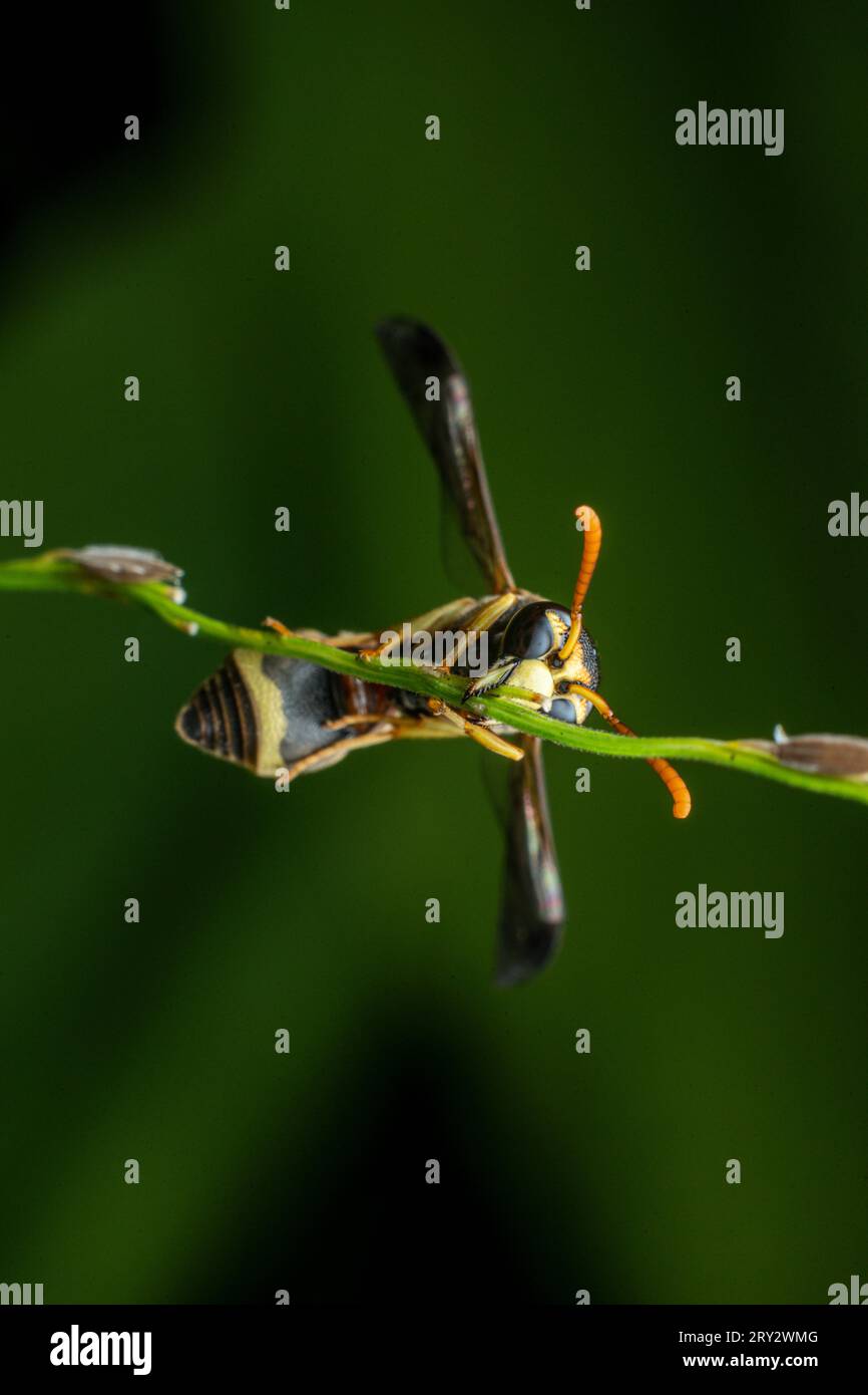 Yellow striped wasp extreme macro close up image with crisp details