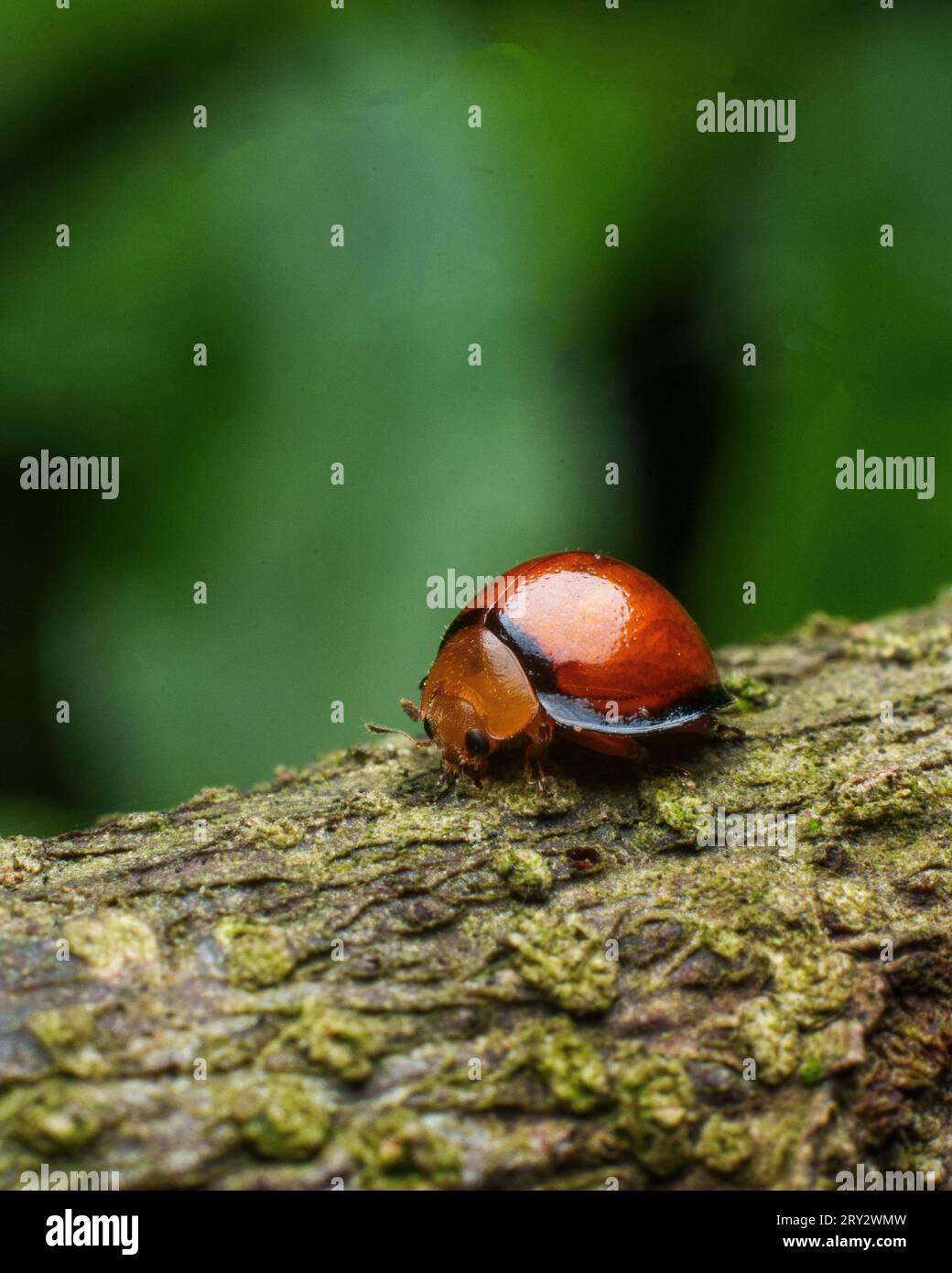 Diptera life cycle hi-res stock photography and images - Alamy