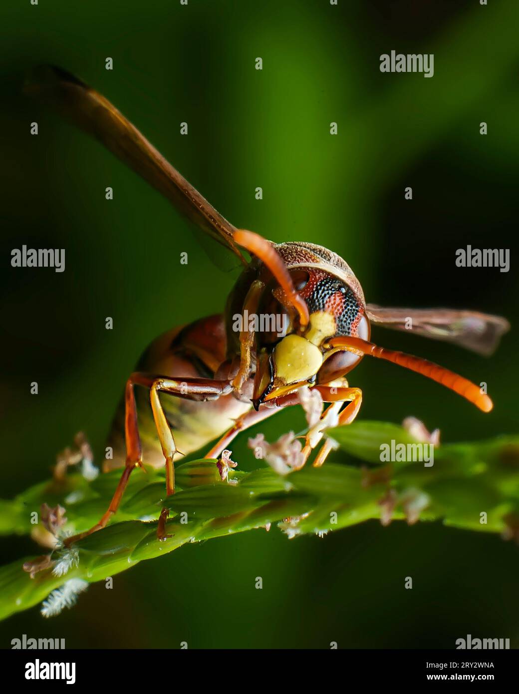 Yellow striped wasp extreme macro close up image with crisp details