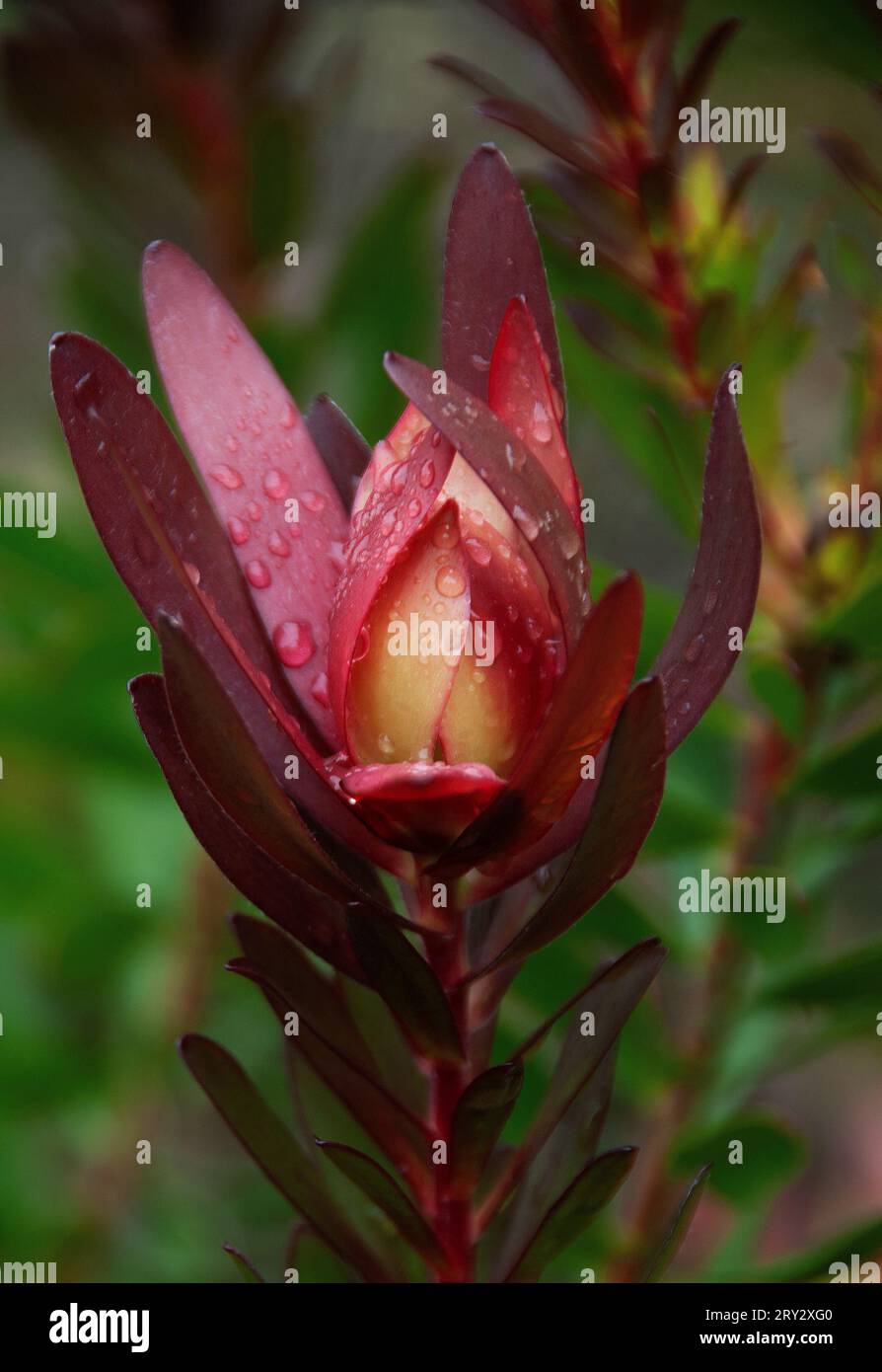 Leucadendron salignum Stock Photo