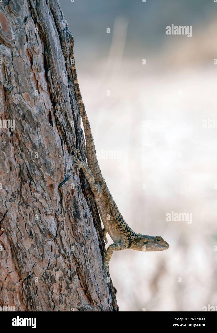 Cyprus Rock Agama, (Stellagama stellio cypriaca) on a tree, Paphos Cyprus. Stock Photo