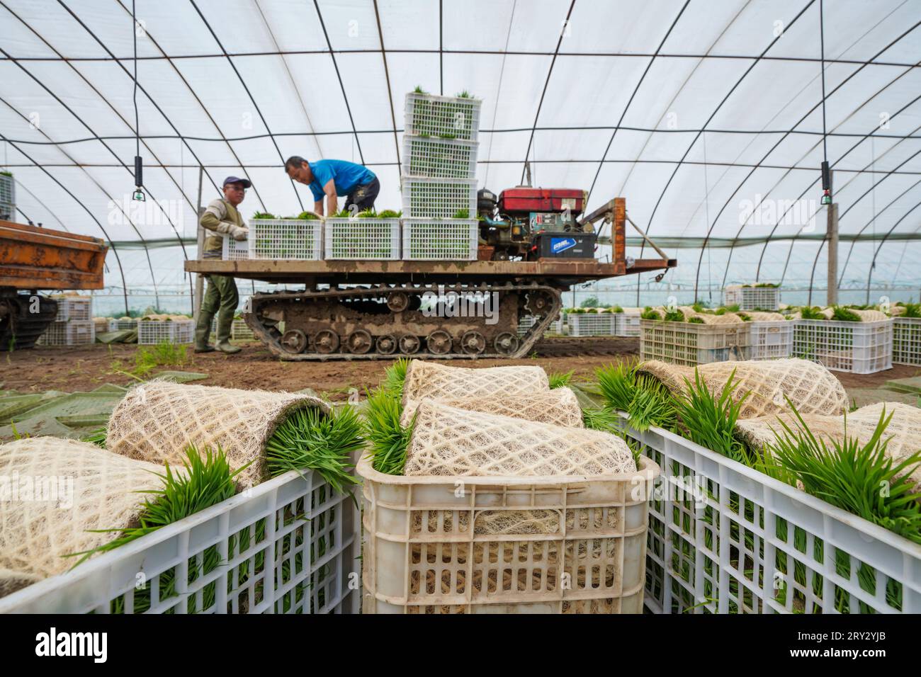 luannan county, China - May 11, 2023: Farmers are loading rice ...