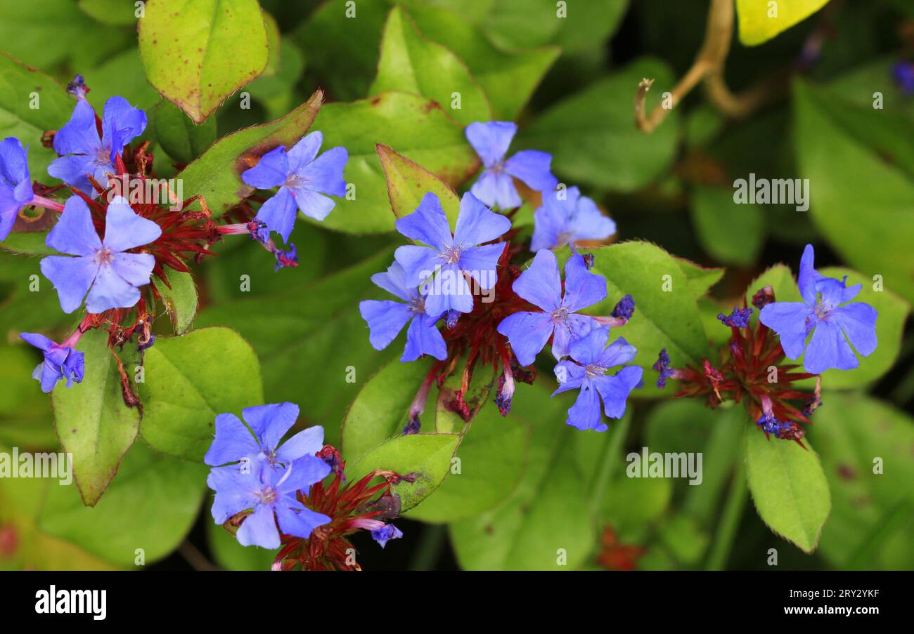 The blue flowers of Ceratostigma plumbaginoides, Hardy plumbago Stock Photo