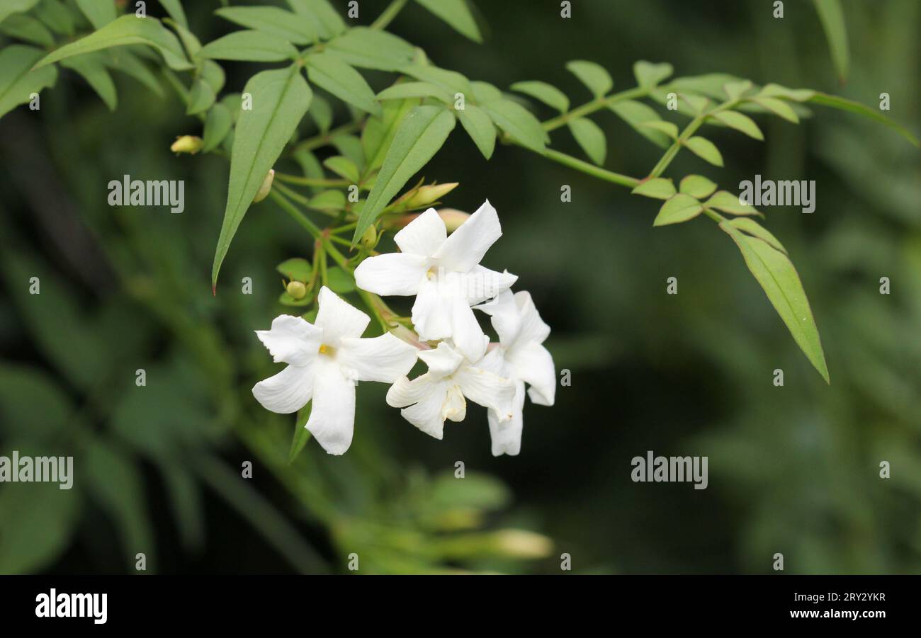 The scented white flowers of Jasminum officinale, Jasmine Stock Photo