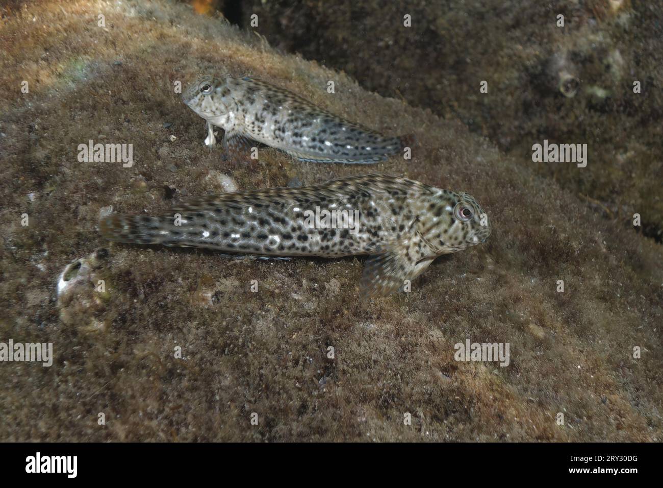 Rusty blenny or Black Sea blenny (Parablennius sanguinolentus) Stock Photo