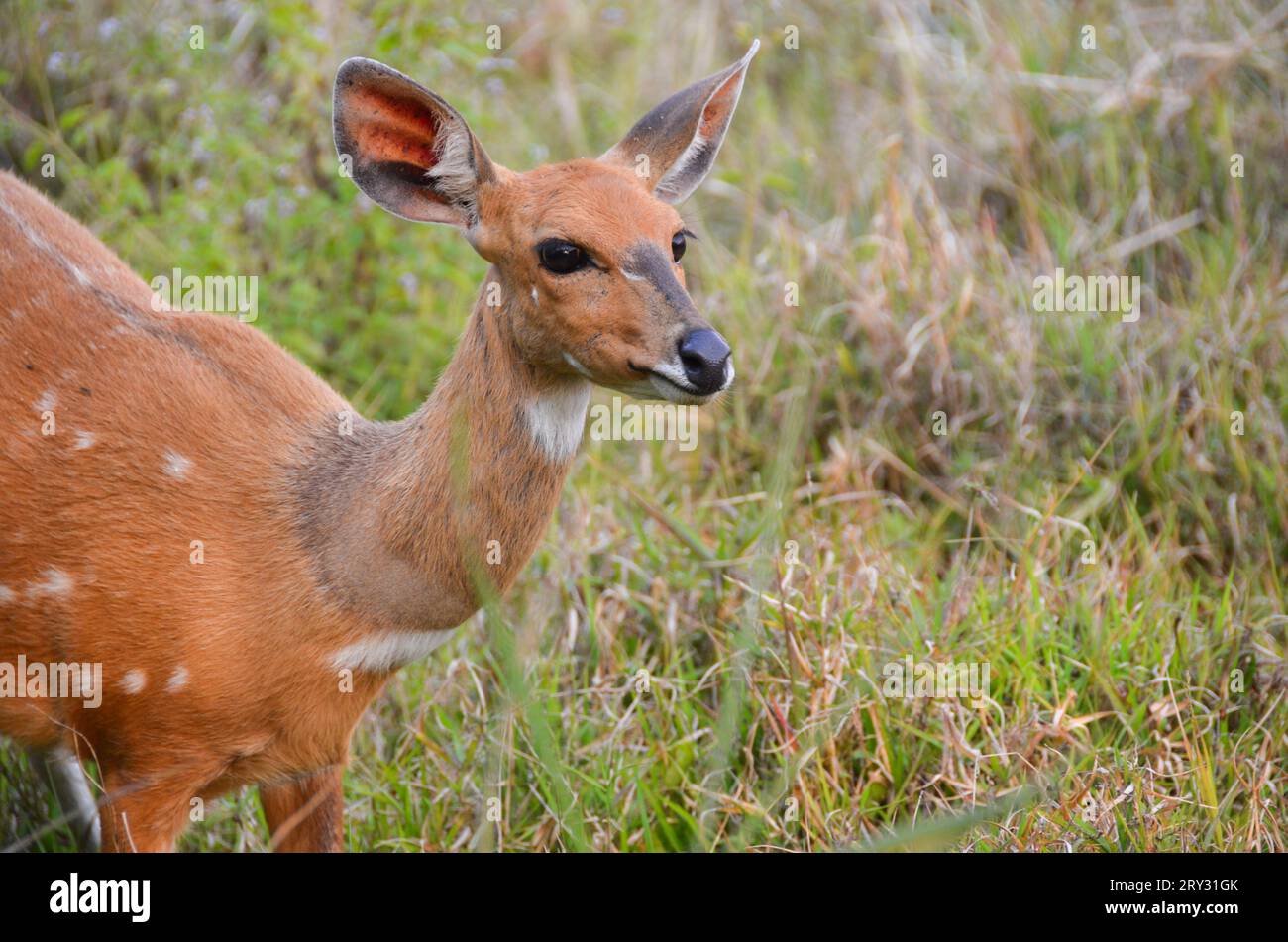 young antelope in the victoria falls area, zimbawe Stock Photo