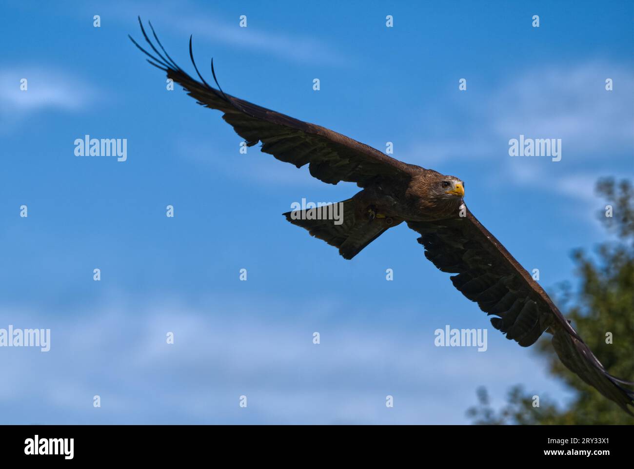 Red Kite _ Yellow-billed Kite Stock Photo