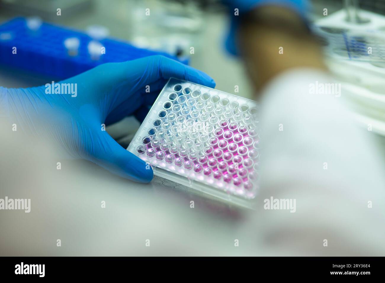 Cell Culture Growth in Controlled Environment Stock Photo Alamy