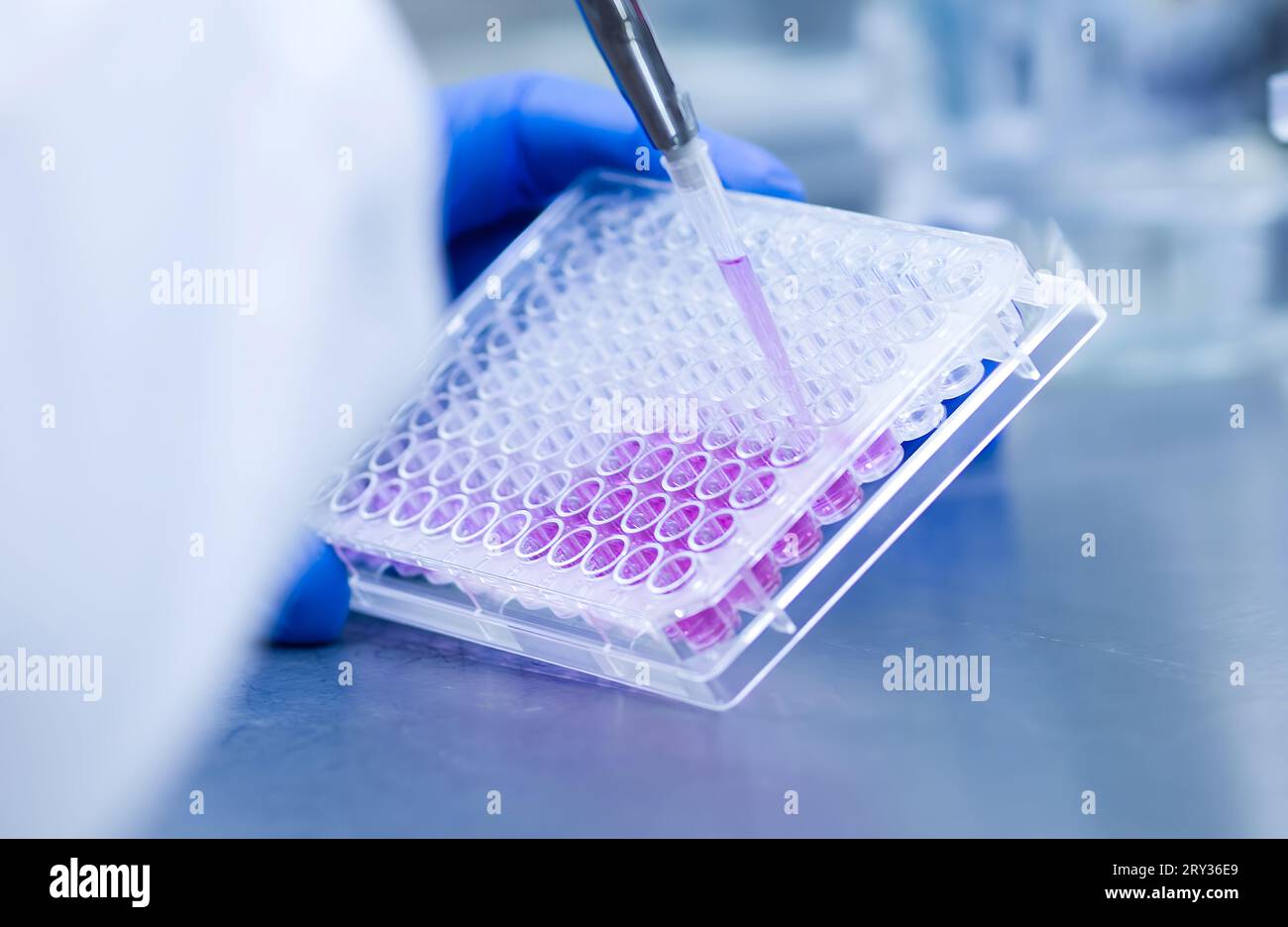 Cell Culture Growth in Controlled Environment Stock Photo Alamy