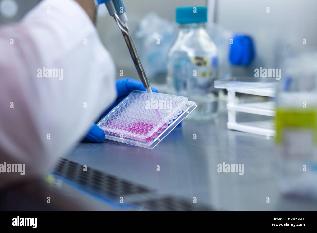 Cell Culture Growth in Controlled Environment Stock Photo Alamy