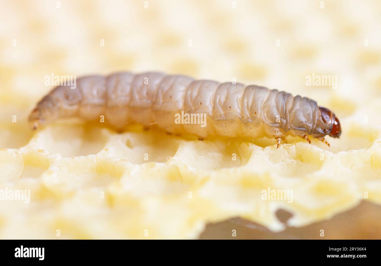 Detailed View of Galleria mellonella Larva Stock Photo