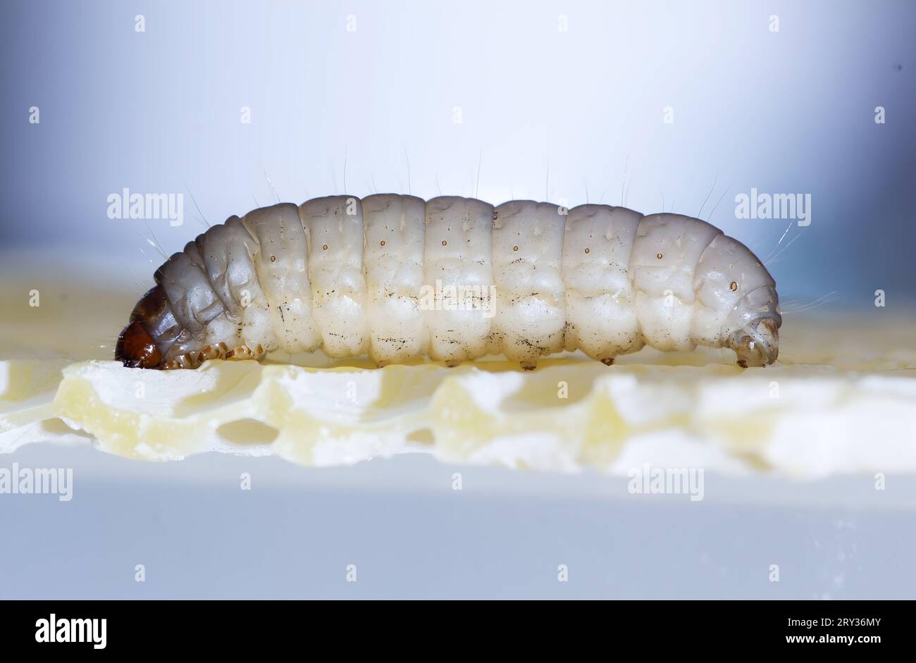 Detailed View of Galleria mellonella Larva Stock Photo