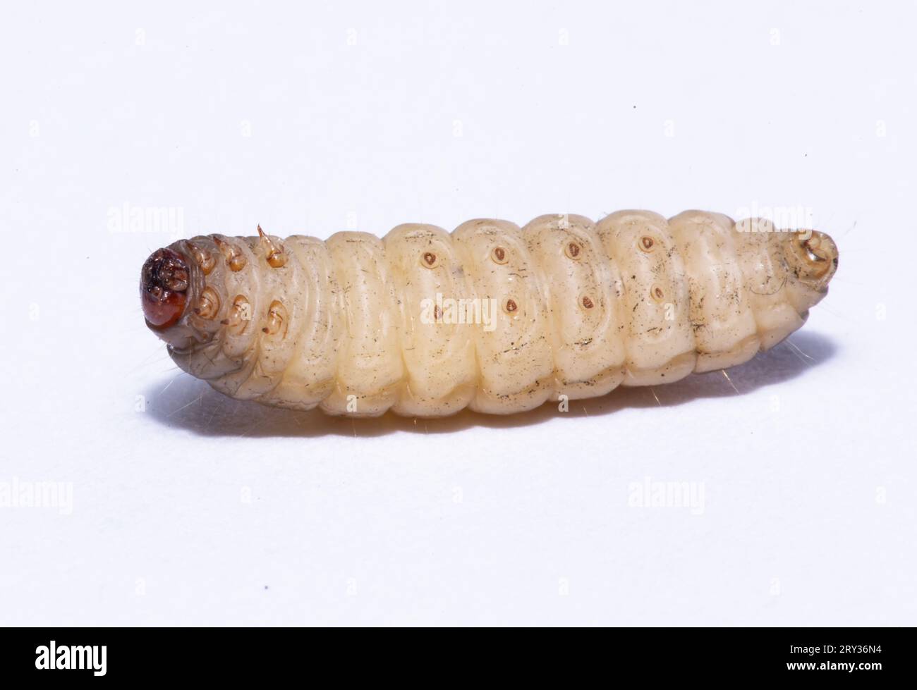 Galleria mellonella hi-res stock photography and images - Alamy