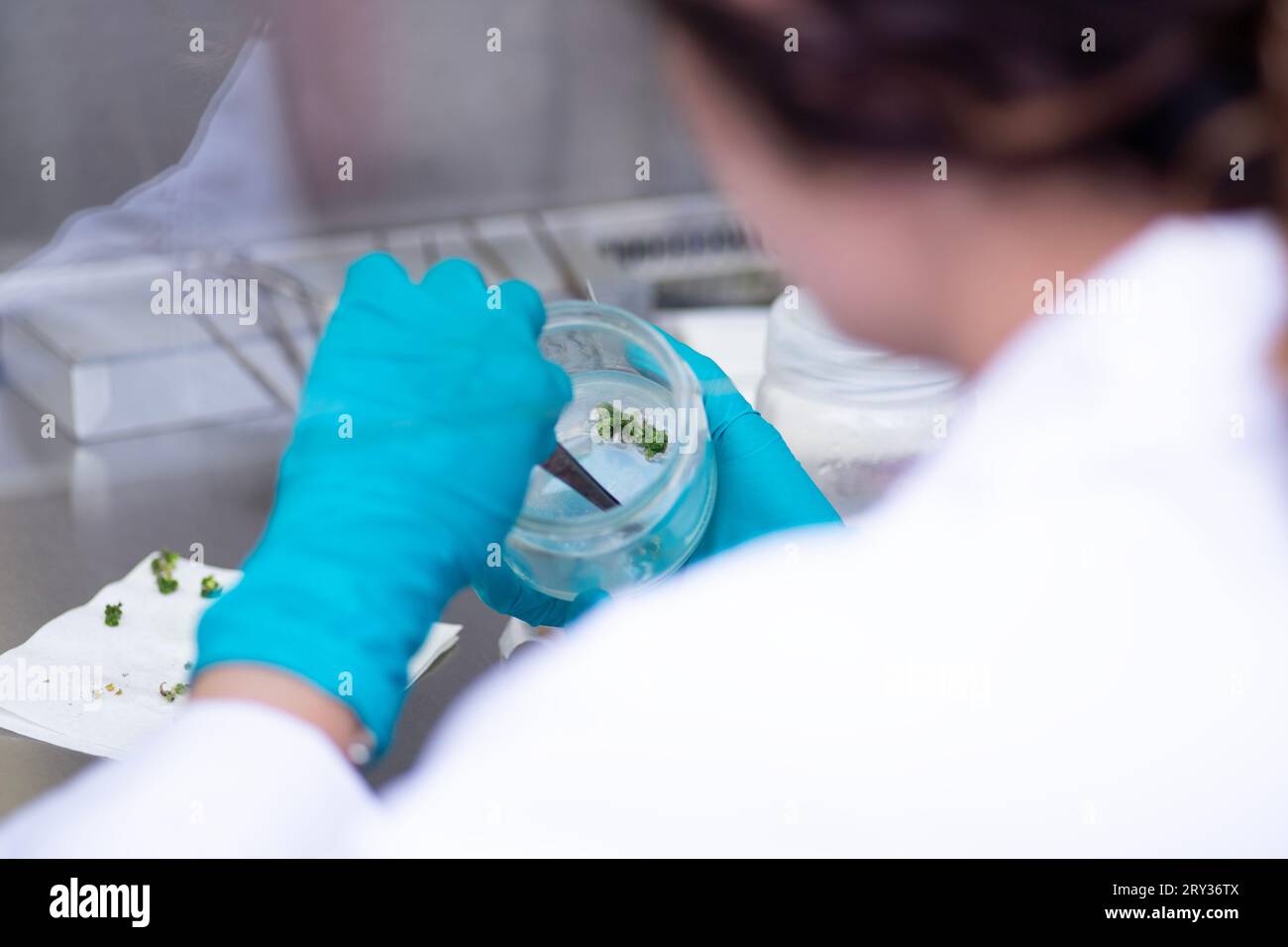 Plant Tissue Culture for Agricultural Research, stem Cell Regeneration in Plant Tissue Culture Stock Photo