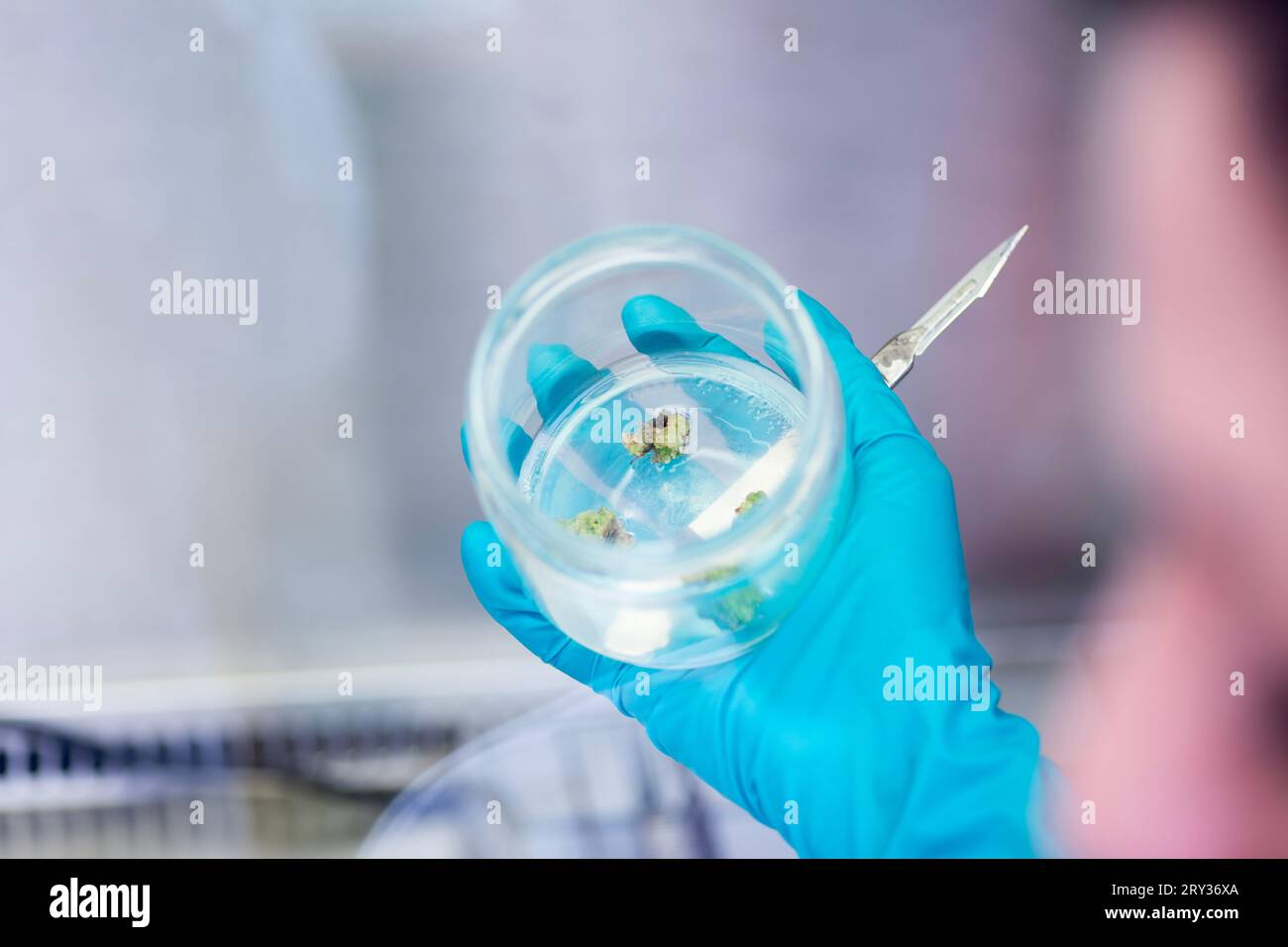 Plant Tissue Culture for Agricultural Research, stem Cell Regeneration in Plant Tissue Culture Stock Photo