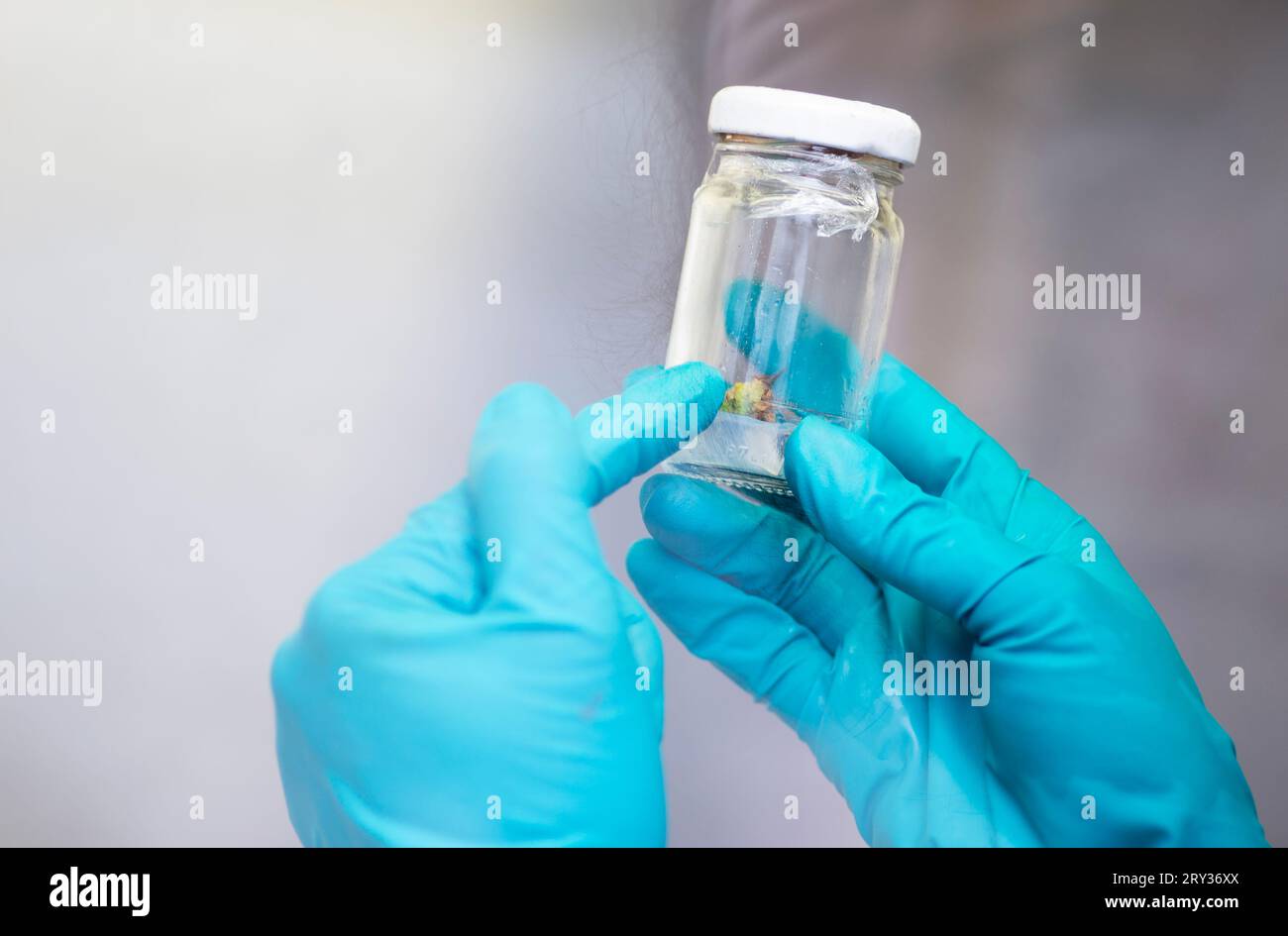 Plant Tissue Culture for Agricultural Research, stem Cell Regeneration