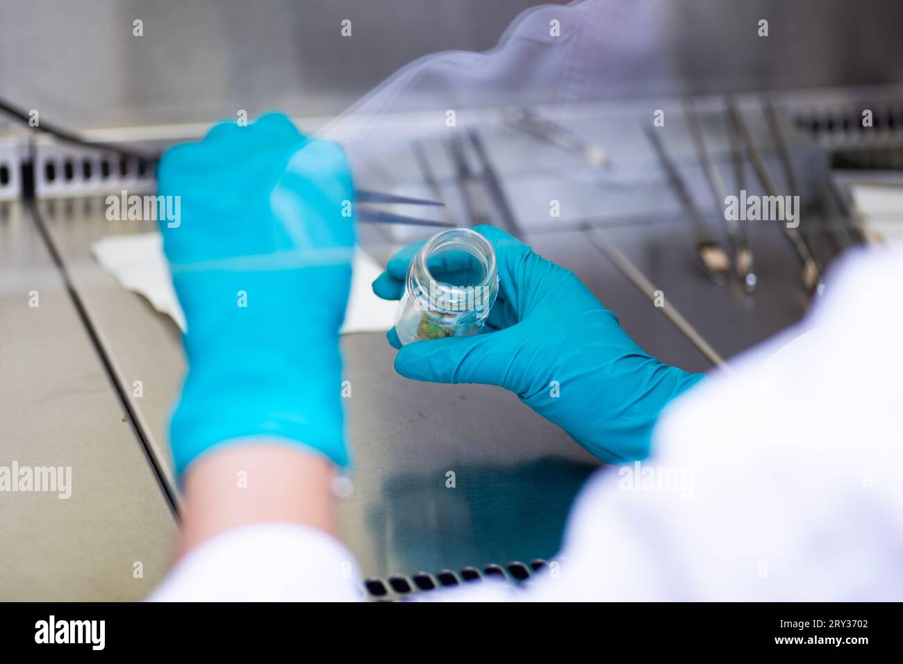 Plant Tissue Culture for Agricultural Research, stem Cell Regeneration in Plant Tissue Culture Stock Photo