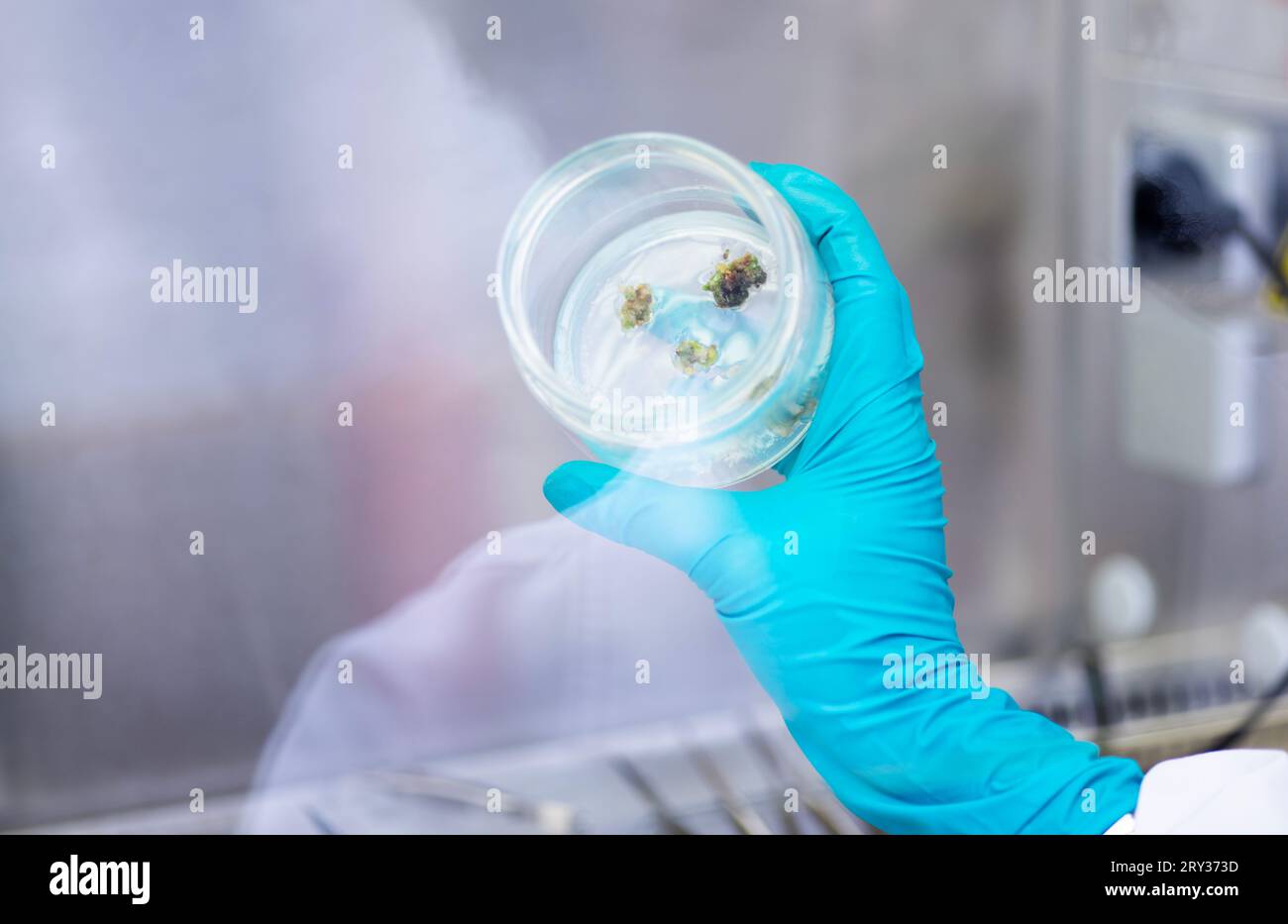 Plant Tissue Culture for Agricultural Research, stem Cell Regeneration in Plant Tissue Culture Stock Photo