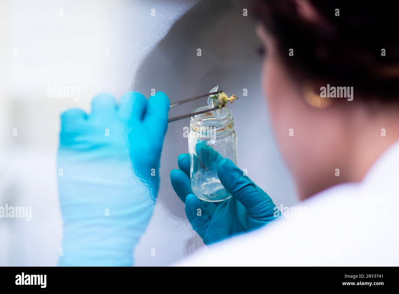 Plant Tissue Culture for Agricultural Research, stem Cell Regeneration in Plant Tissue Culture Stock Photo