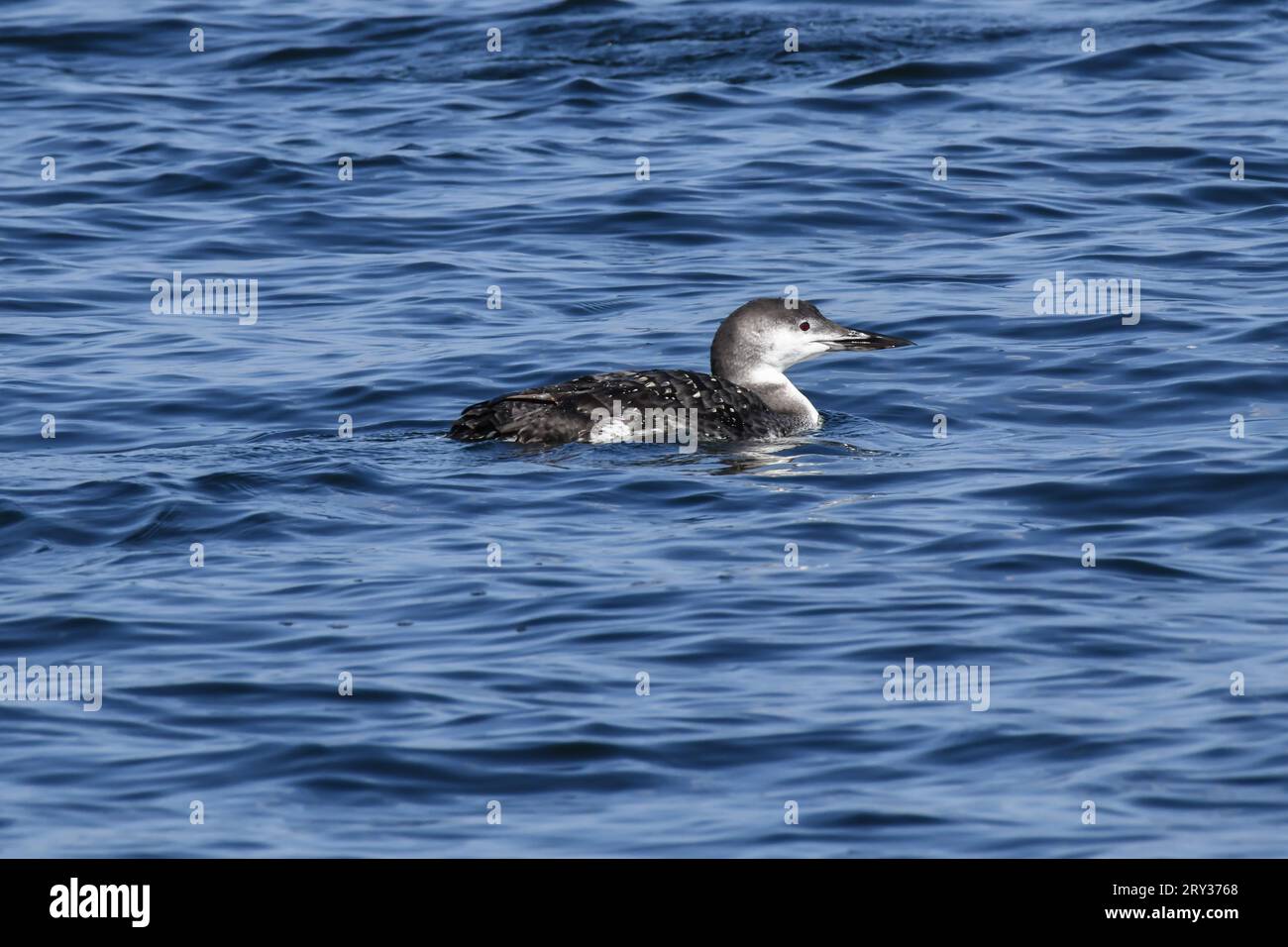 Young adolescent common Loon swimming along the blue lake water Stock Photo