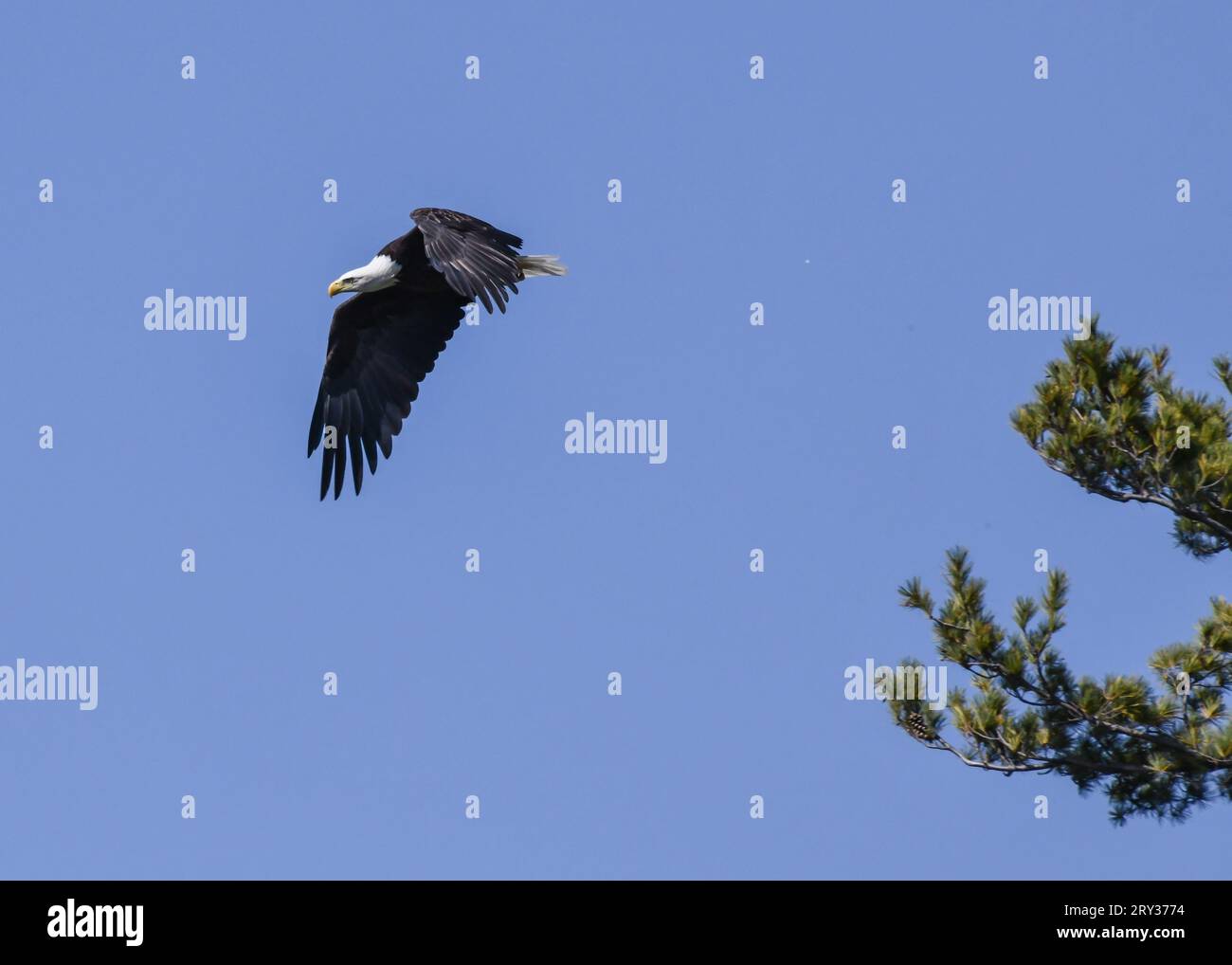 Single American Bald Eagle perched on the tree top ready to fly Stock Photo
