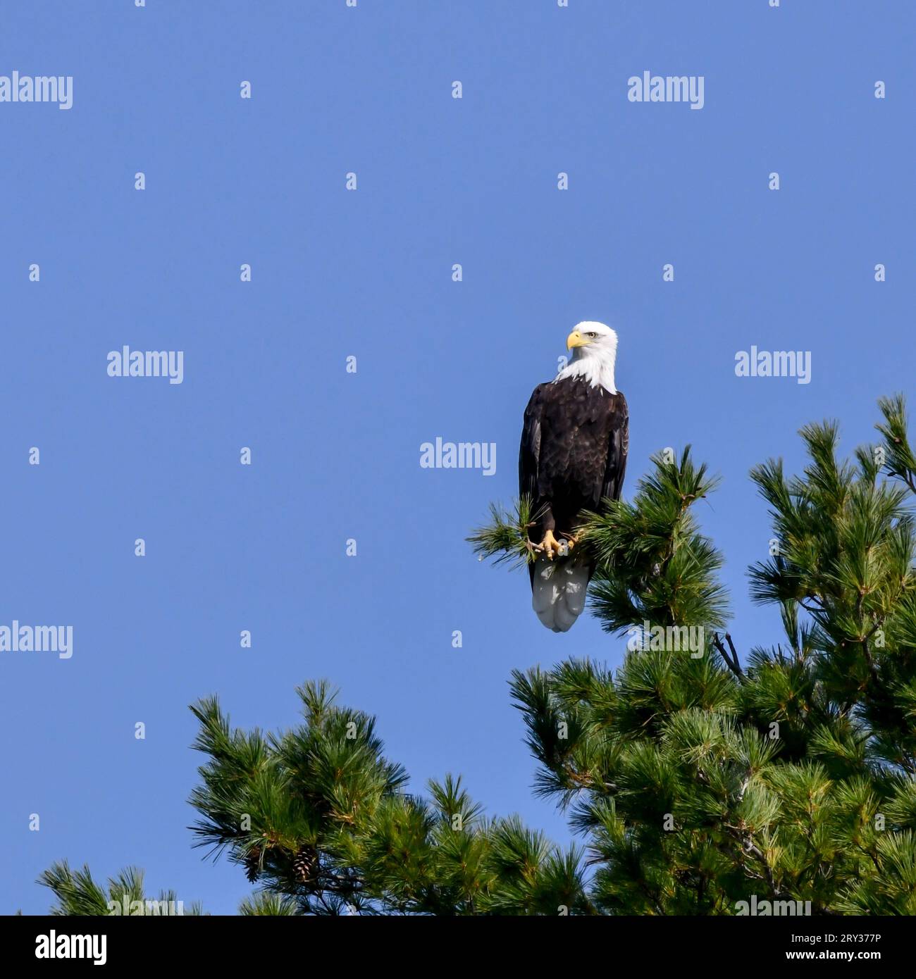 Single American Bald Eagle perched on the tree top ready to fly Stock Photo